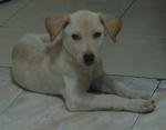 Leo - Labrador Retriever Mix Dog