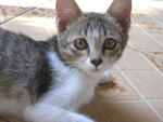 Noah - Domestic Short Hair Cat