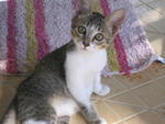 Noah - Domestic Short Hair Cat