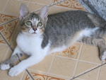 Noah - Domestic Short Hair Cat