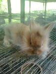 Hotot Cute - Hotot Rabbit