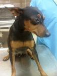 PF11520 - Miniature Pinscher Dog