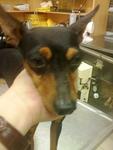 PF11520 - Miniature Pinscher Dog