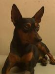 PF11520 - Miniature Pinscher Dog