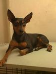 PF11520 - Miniature Pinscher Dog