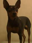 PF11520 - Miniature Pinscher Dog