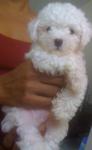 Pure Snow White Toypoodle Puppy - Poodle Dog