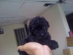 Rare Black Shortleg Toypoodle - Poodle Dog