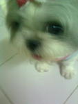 Pls Take Me Home~ - Shih Tzu Dog