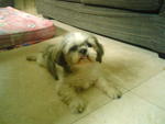 Rico - Shih Tzu Dog