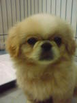 Pekengese Without Mka - Pekingese Dog