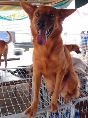 Subang - Belgian Sheperd Mixed - Belgian Shepherd Malinois Mix Dog