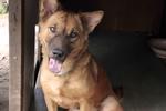 Subang - Belgian Sheperd Mixed - Belgian Shepherd Malinois Mix Dog