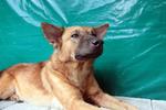 Subang - Belgian Sheperd Mixed - Belgian Shepherd Malinois Mix Dog