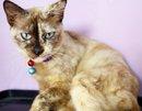 Tara Delima Pacu - Siamese + Domestic Medium Hair Cat