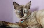 Tara Delima Pacu - Siamese + Domestic Medium Hair Cat