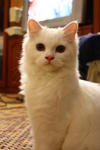 Snowbell(Abell) - Domestic Long Hair Cat