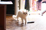 Snowbell(Abell) - Domestic Long Hair Cat