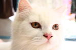 Snowbell(Abell) - Domestic Long Hair Cat