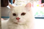 Snowbell(Abell) - Domestic Long Hair Cat