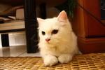 Snowbell(Abell) - Domestic Long Hair Cat