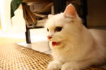 Snowbell(Abell) - Domestic Long Hair Cat