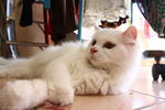 Snowbell(Abell) - Domestic Long Hair Cat