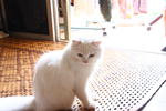 Snowbell(Abell) - Domestic Long Hair Cat