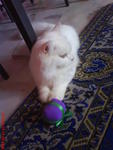 Snowbell(Abell) - Domestic Long Hair Cat