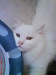 Snowbell(Abell) - Domestic Long Hair Cat