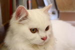 Snowbell(Abell) - Domestic Long Hair Cat