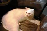 Snowbell(Abell) - Domestic Long Hair Cat