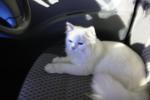 Snowbell(Abell) - Domestic Long Hair Cat