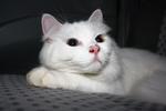 Snowbell(Abell) - Domestic Long Hair Cat