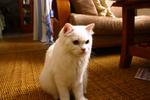 Snowbell(Abell) - Domestic Long Hair Cat