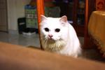 Snowbell(Abell) - Domestic Long Hair Cat