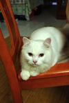 Snowbell(Abell) - Domestic Long Hair Cat