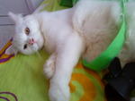 Snowbell(Abell) - Domestic Long Hair Cat