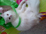 Snowbell(Abell) - Domestic Long Hair Cat