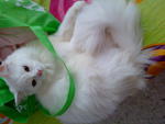 Snowbell(Abell) - Domestic Long Hair Cat