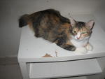 Seri - Adopted By Ina &amp; Bob - Domestic Short Hair Cat