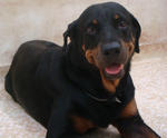 Beena - Rottweiler Dog