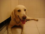 Kindie - Labrador Retriever Dog