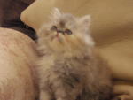 Betty - Persian Cat