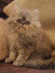 Betty - Persian Cat