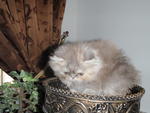 Betty - Persian Cat