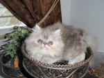 Betty - Persian Cat