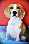 Sapphire - Beagle Dog