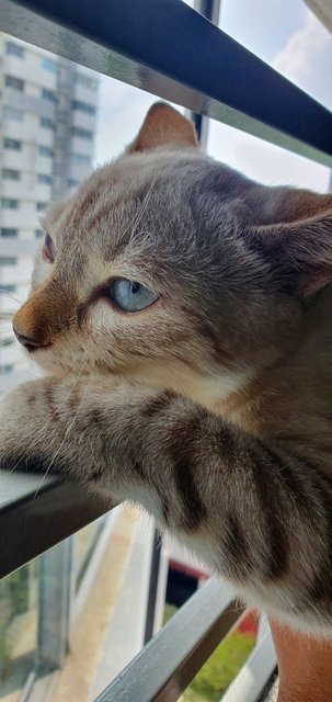 Nyonyo(Kici) - Bengal + Domestic Short Hair Cat