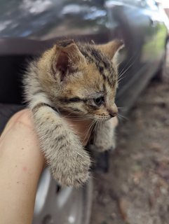 PF115002 - Domestic Short Hair + Domestic Medium Hair Cat